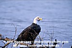 Bald Eagle images