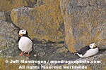 Horned Puffins pictures