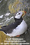 Horned Puffin pictures