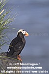 Tufted Puffin images