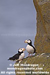 Horned Puffins photos