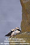 Horned Puffins images