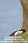 Horned Puffins photos