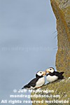 Horned Puffins pictures