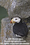 Horned Puffin photos