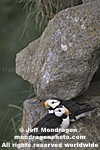 Horned Puffins photos