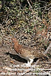 Willow Ptarmigan photos