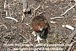 Willow Ptarmigan images