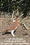 Willow Ptarmigan photos