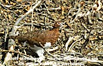 Willow Ptarmigan photos