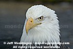 Bald Eagle photos