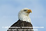 Bald Eagle images
