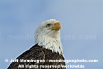 Bald Eagle photos