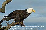 Bald Eagle pictures