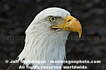 Bald Eagle photos