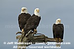 Bald Eagles images