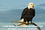 Bald Eagle pictures