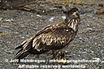 Juvenile Bald Eagle photos