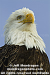 Bald Eagle photos