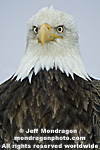 Bald Eagle pictures