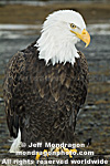 Bald Eagle pictures