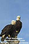 Bald Eagles pictures