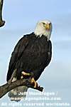 Bald Eagle pictures