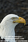 Bald Eagle images