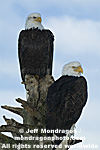 Bald Eagles images