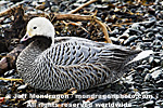 Emperor Goose photos
