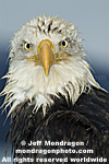 Bald Eagles pictures