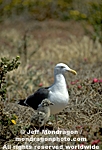 Western Gull  pictures