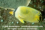 Latticed Butterflyfish pictures