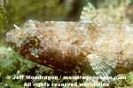 Variegated Lizardfish pictures