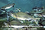 Pink Salmon pictures