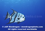 Atlantic Spadefish images