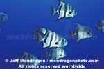 Atlantic Spadefish photos