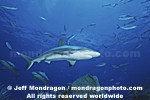 Caribbean Reef Shark pictures