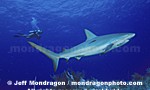 Caribbean Reef Shark pictures