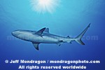 Caribbean Reef Shark photos