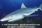 Caribbean Reef Shark photos
