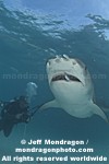 Tiger Shark images