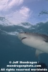 Tiger Shark pictures