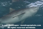 Tiger Shark images
