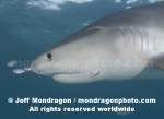 Tiger Shark images