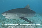 Tiger Shark images