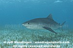 Tiger Shark pictures