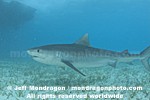 Tiger Shark pictures