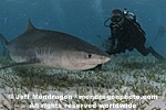 Tiger Shark images