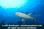 Caribbean Reef Shark pictures